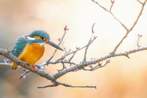 Kingfisher perched on a branch, copy space, JPG