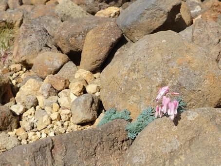 Photo, cumkusa, zangwangshan, alpine plants, 