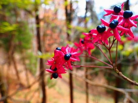 クサギの実 クサギ,ピンク,紫の写真素材