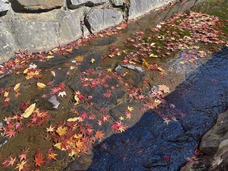 紅葉 紅葉 景色,川,風景の写真素材