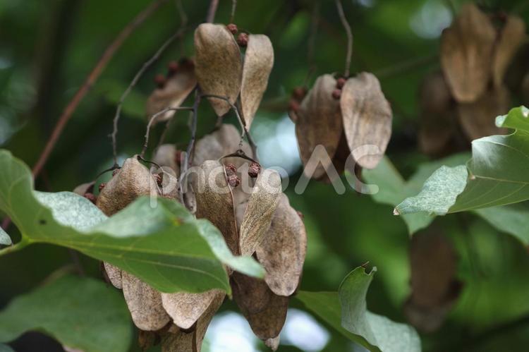 アオギリの実 アオギリ,青桐,実の写真素材