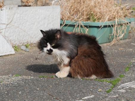 萩市 野良猫 萩市 野良猫 野良猫,地域猫,猫の写真素材