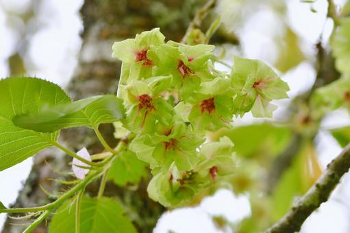 黄緑色の桜　御衣黄 御衣黄,花,桜の写真素材