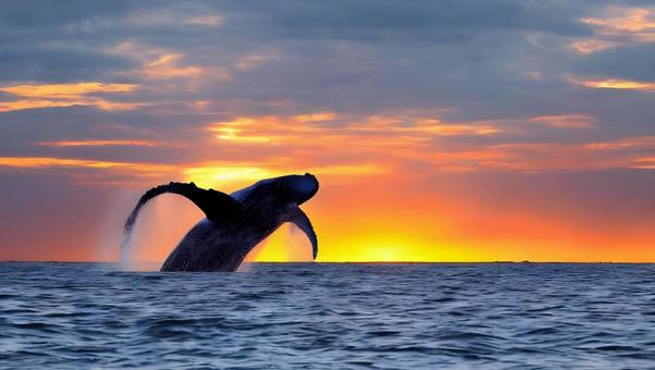 whale and sunset, JPG whale and sunset, JPG