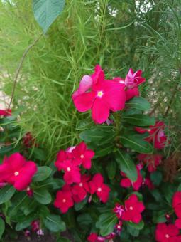 お花 お花 ピンク,屋外,木漏れ日の写真素材