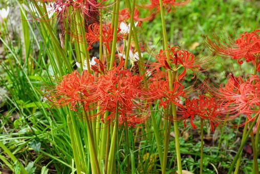 赤いヒガンバナ 赤いヒガンバナ 彼岸花,植物,花の写真素材