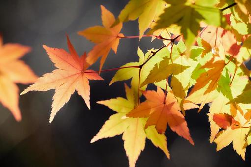 暗い背景鮮やかに色付いた楓の葉紅葉 もみじ,紅葉,カエデの写真素材
