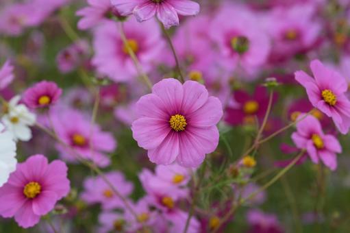 コスモス（安城市赤松町）の写真
