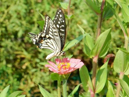 【昆虫写真】アゲハ蝶 アゲハチョウ,揚羽蝶,自然の写真素材