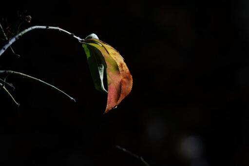 葉っぱ 葉っぱ,葉,シロマユミの写真素材