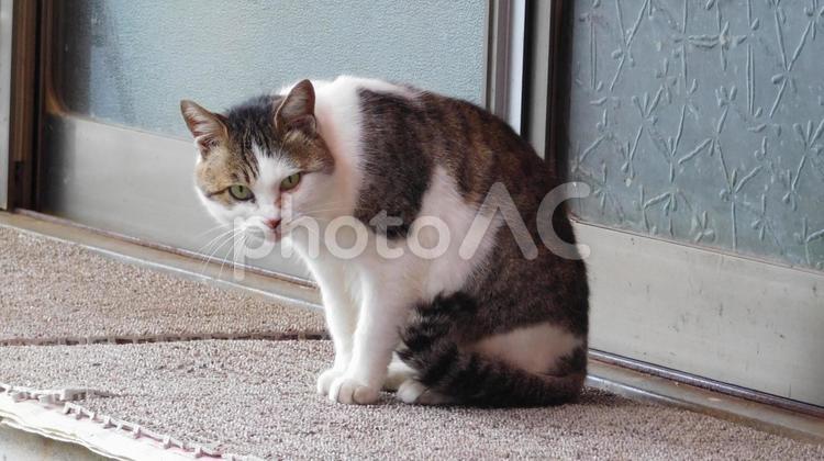 こっちを見ている猫 猫,ネコ,ねこの写真素材