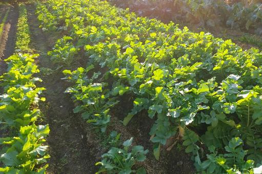 野菜畑の風景 11月① 野菜畑,風景,大根の写真素材
