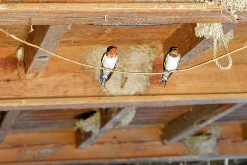 Photo, swallow, bird, barn, 