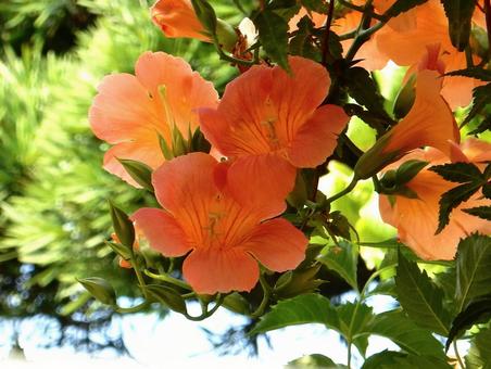 【花の写真】ノウゼンカズラ 【花の写真】ノウゼンカズラ ノウゼンカズラ,凌霄花,ノウゼンカズラ科の写真素材