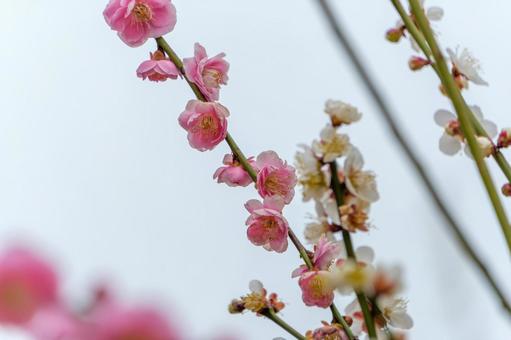 青空に映える紅白の梅の花 青空に映える紅白の梅の花の写真