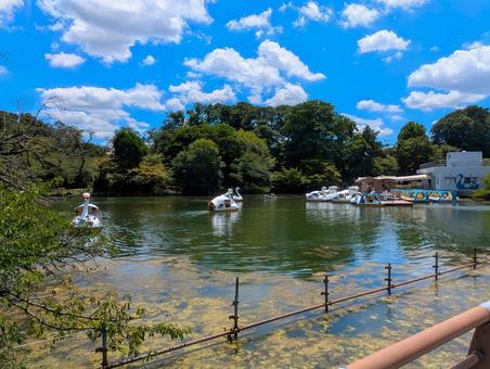 井の頭公園 井の頭公園 井の頭公園,夏,自然の写真素材