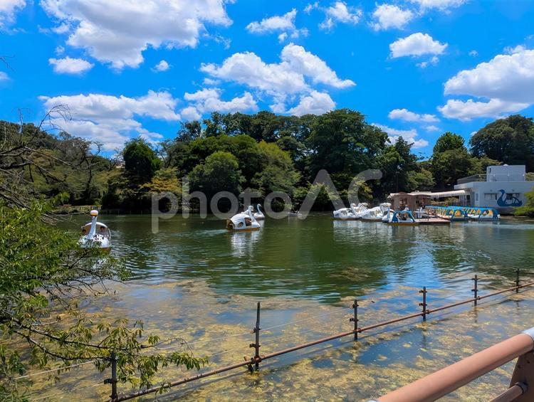 井の頭公園 井の頭公園,夏,自然の写真素材