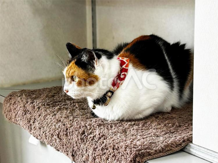 招き猫の三毛猫 三毛猫,ねこ,calicoの写真素材