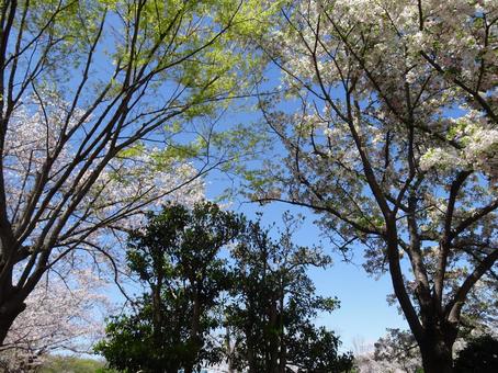 Photo, funabashi অ্যান্ডারসনকে পার্ক, এপ্রিল, ফানাবাশি সিটি, চিবা প্রিফেকচার, 