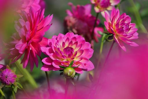 華やかなダリア 華やかなダリア ダリア,秋,花の写真素材