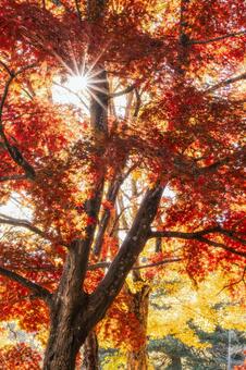 夕陽に輝くモミジと秋の木漏れ日 紅葉,モミジ,カエデの写真素材