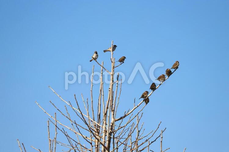 スズメの木 スズメ,木,冬の写真素材