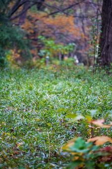 地面を埋め尽くす鬱蒼と茂る草花と紅葉 新鮮,覆う,幹の写真素材
