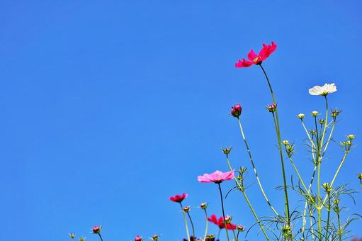 青空に伸びるコスモス 青空に伸びるコスモス コスモス,ピンク色,青空の写真素材