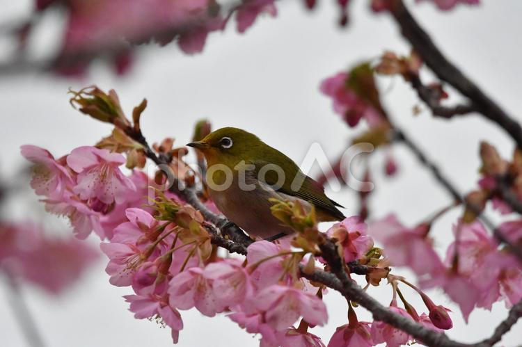 メジロと河津桜 鳥,背景,春の写真素材