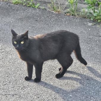 ちょっと凛々しい野良黒猫 ちょっと凛々しい野良黒猫の写真