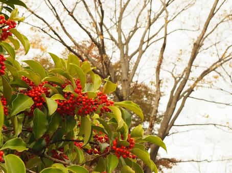 赤い実をつけた木の枝 赤い実をつけた木の枝 木の実,赤い実,自然の写真素材