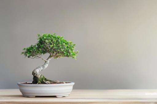 盆栽の静かな美の写真