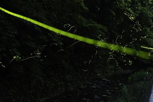福岡-【ホタルの光跡】の写真