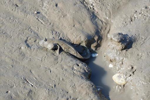 佐賀 芦刈町 ムツゴロウ4 ムツゴロウ,ハゼ,ハゼ科の写真素材