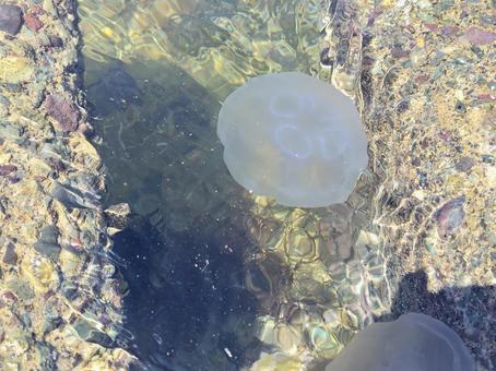 ジェリーフィッシュ くらげ,ミズクラゲ,透明感の写真素材