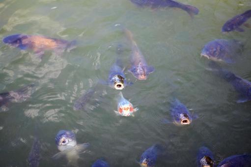 公園の池の鯉 公園の池の鯉の写真