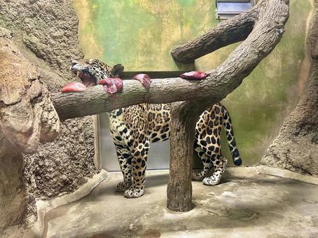ジャガー(パンサー) ジャガー(パンサー) ジャガー,パンサー,肉食動物の写真素材