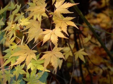 【紅葉写真】美しい紅葉風景 モミジ,紅葉,晩秋の写真素材