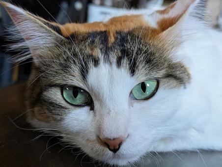 不服な猫 不服な猫 ネコ,ねこ,見つめるの写真素材