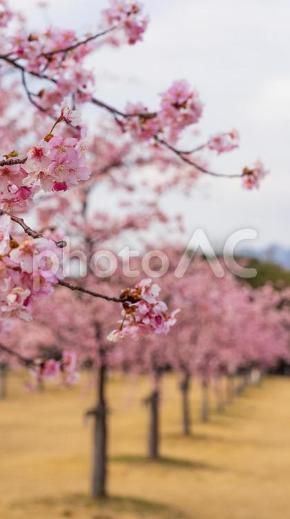 満開の桜並木 染井吉野,4月,ソメイヨシノの写真素材