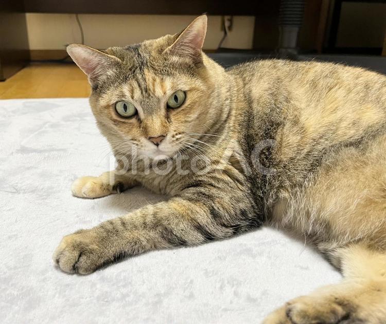 座ってこちらを見るキジ猫 キジ猫,座る,キジトラの写真素材