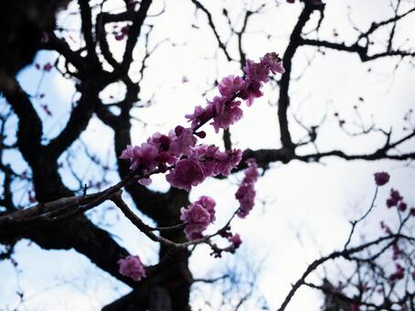 花 花の写真