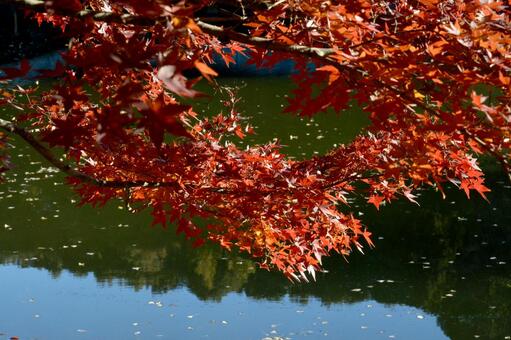 紅葉と池 紅葉と池の写真