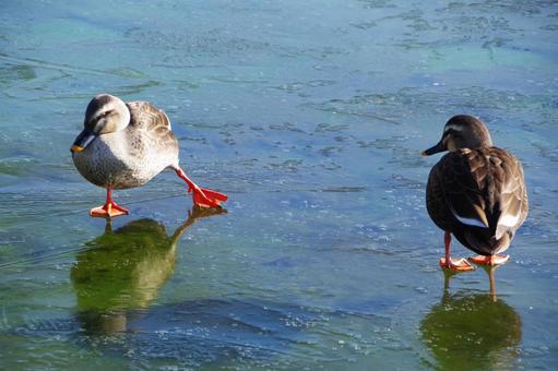 2羽のカモ 2羽のカモ カモ,2羽,池の写真素材