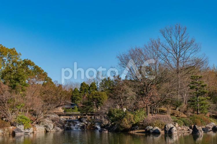 池と木々 池,木々,樹木の写真素材
