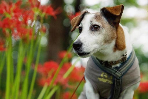 彼岸花咲く中で(ジャックラッセルテリア) 彼岸花咲く中で(ジャックラッセルテリア) 犬,ジャックラッセル,ジャックラッセルテリアの写真素材