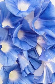 朝顔 朝顔 朝顔,花,青いの写真素材