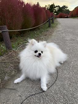 白ポメラニアン8 白ポメラニアン8 ポメラニアン,犬,ポメの写真素材