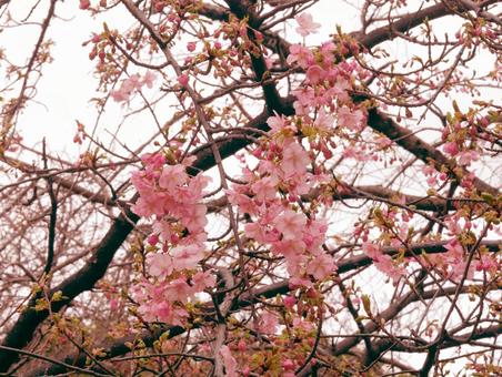 pink sakura flowers, JPG