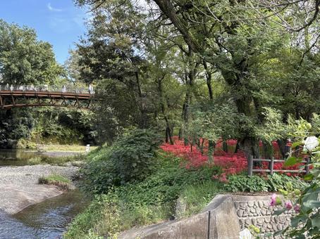 巾着田曼珠沙華公園。 巾着田曼珠沙華公園。 巾着田,巾着田曼珠沙華公園,埼玉県の写真素材